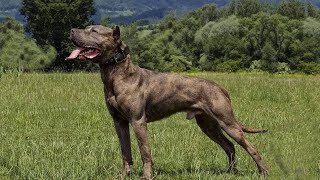 Get To Know The American Bandogge: A Regal Beast