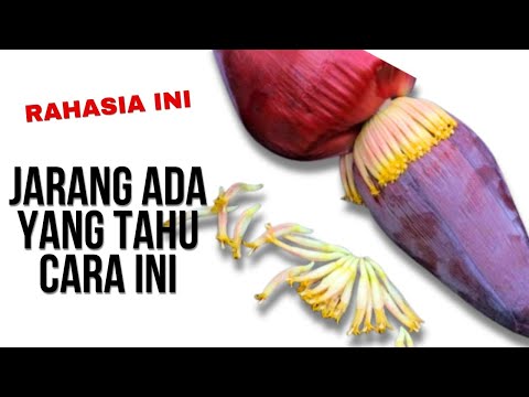 Tips Agar Jantung Pisang Tidak Pahit