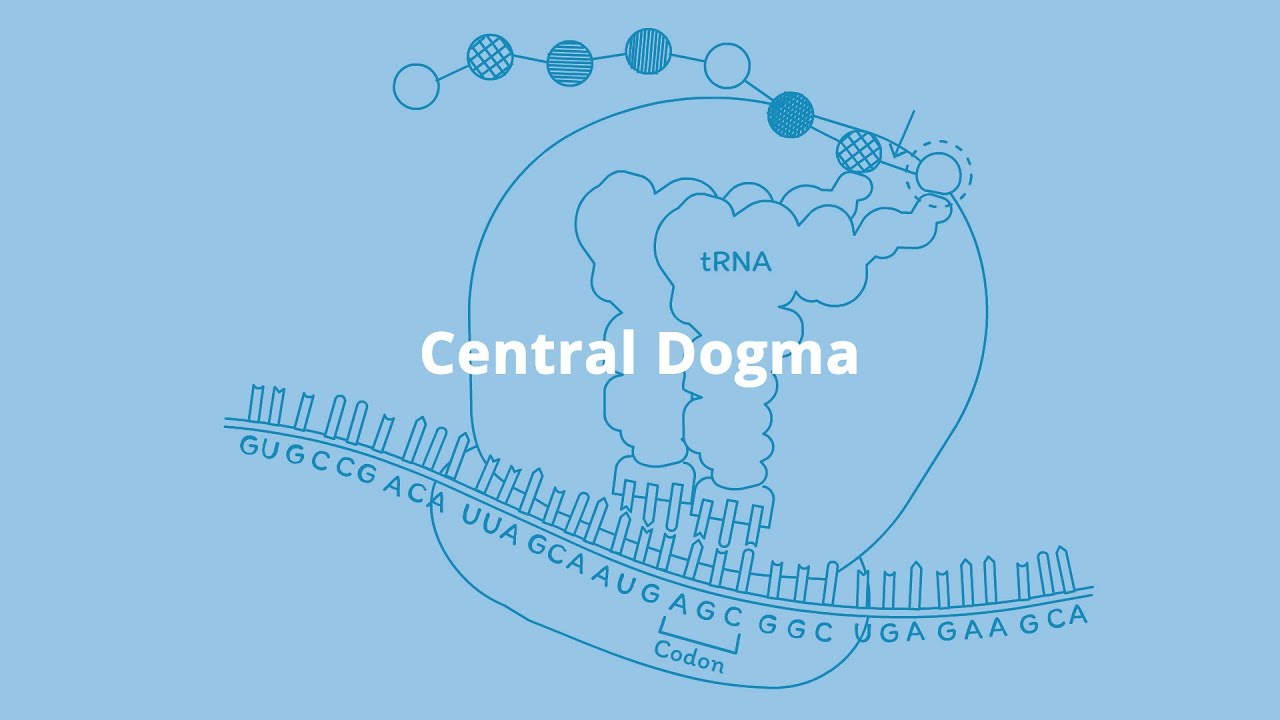 Central Dogma YouTube