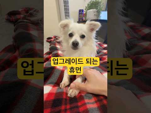 휴먼도 업그레이드 되는구나 #뉴질랜드브이로그 #뉴질랜드일상 #강아지우유 #강우유
