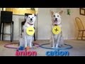 Dogs Teaching Chemistry - Chemical Bonds