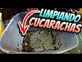 Limpieza de Rutina a Cucarachas (alimento para reptiles)