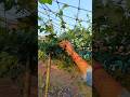 Fresh kundru ki harvesting #kundru #harwesting #khetibadi #gardening #shortvideo