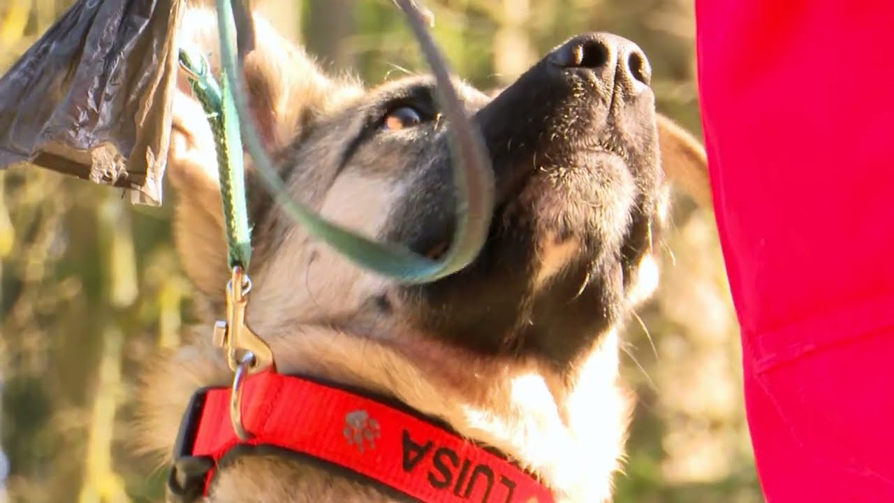 Tierische Hilfe: Rettungshund Luisa in Ausbildung | a.tv