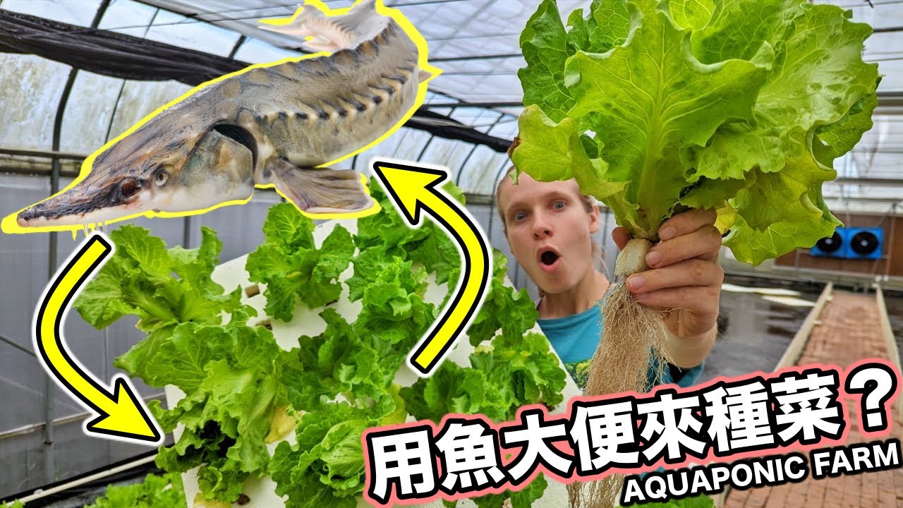 花七年2000萬才完成的魚菜共生農場! 能養鱘龍魚還能種生菜!Took 7 Years And 20 Million To Build This Aquaponic Farm
