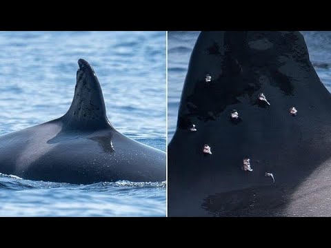 Video Oldest Iberian Orca Shot with Shotgun Off Spain Following Yacht Attack Spate!