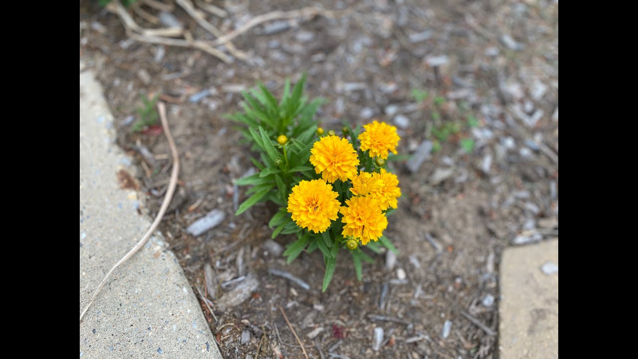Mount Hebron Presbyterian Church, July 12, 2020 "The Seeds' Perspective
