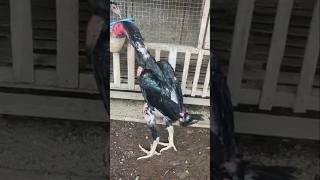 Amunisi sedang dlm proses#ayam#hewan#yutubeshorts