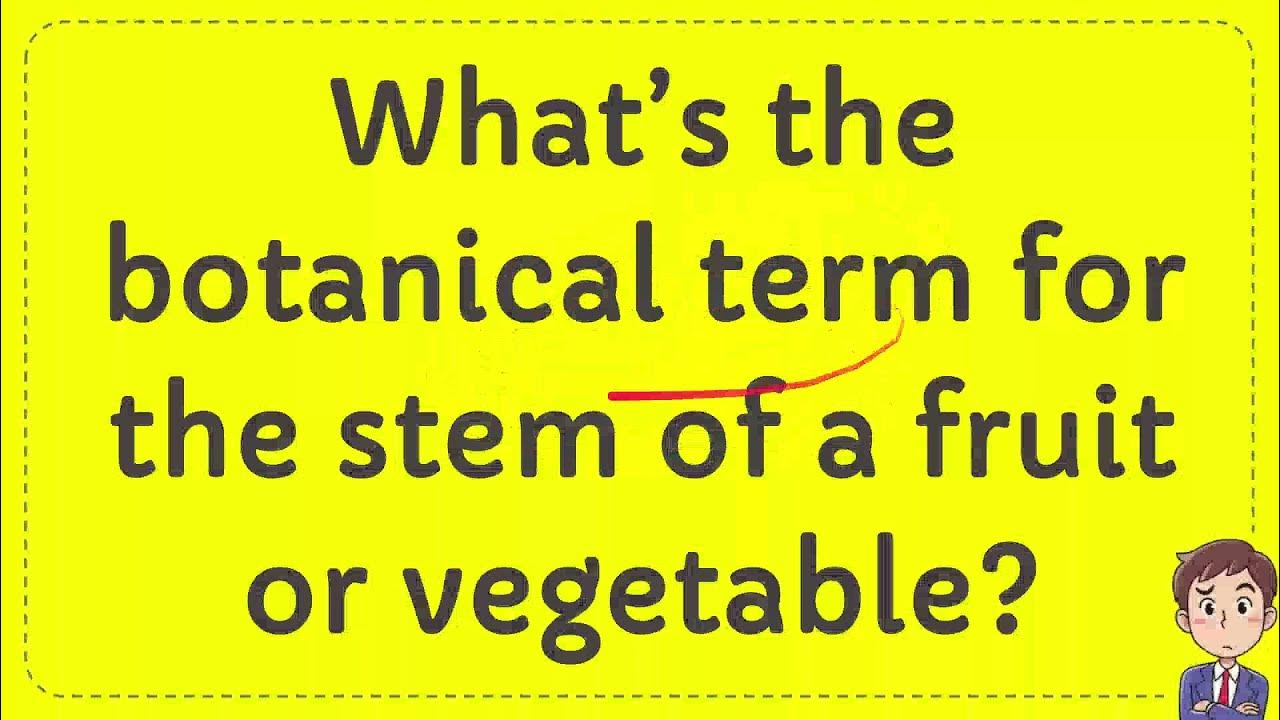 What’s the botanical term for the stem of a fruit or vegetable? YouTube