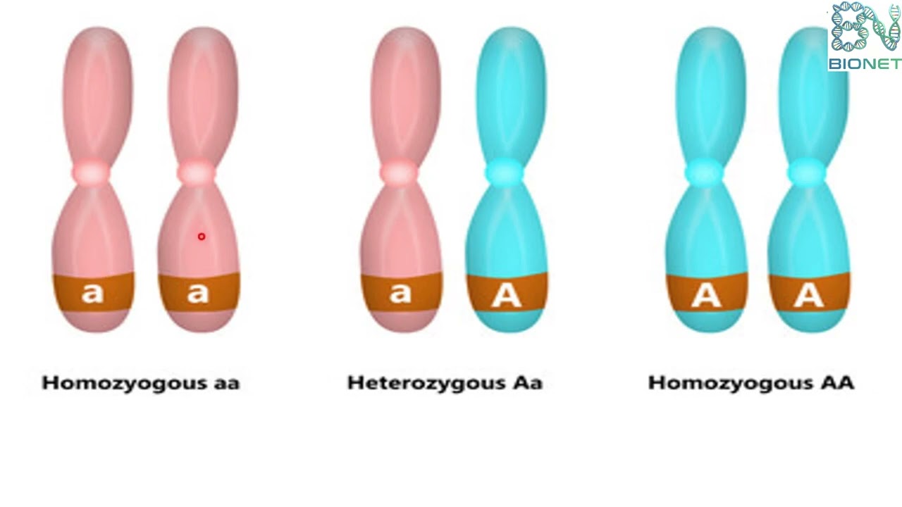 Hereditary Traits Explained: Alleles, Genetics & Hybridization | Bionet