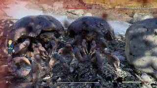 Fallout 76 - Weekly Challenge - Kill Mirelurks, Anglers, Crabs or Gulpers