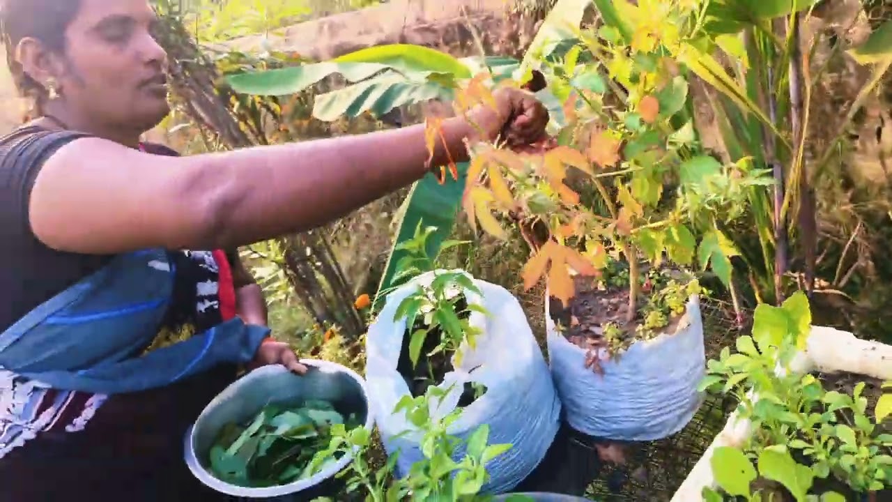 Saravani garden 🏡