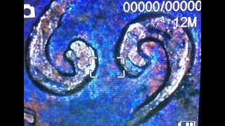 Just Found 1969 S Doubled Die Real Deal And How To Tell Between Real And Mechanical