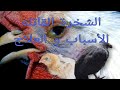 علاج الشخره عند الدجاج زرب عليها قبلما تزرب عليك