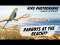 Bird Photography Behind the Scenes - Parrots at the Beach!? - Jan Wegener Vlog