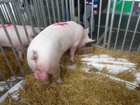 Czempion Knur Rasy WBP XXVI Krajowa Wystawa Zwierząt Hodowlanych 2013 I