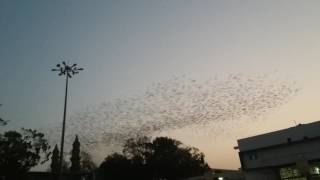 if birds could fly tour 14