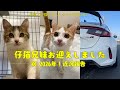 【保護猫】仔猫兄妹をお迎えしました!近況報告と肉球家の今【FL5 CIVIC TYPE R】