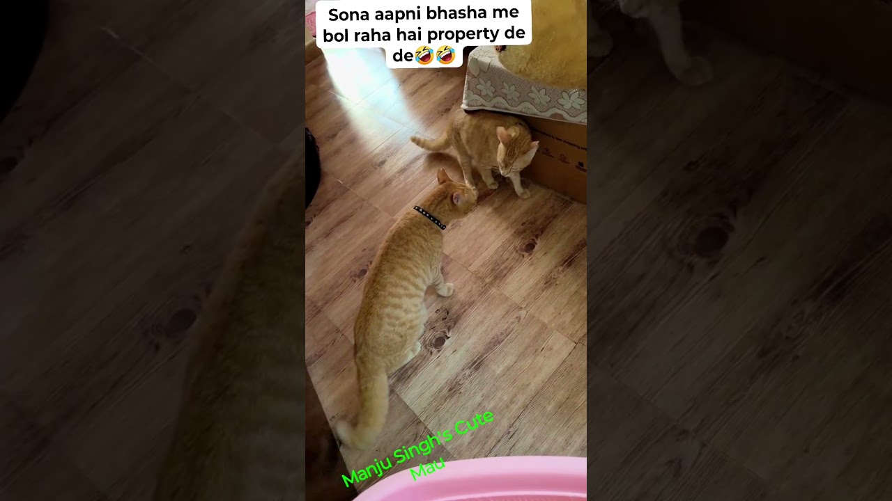 Sona aapni bhasha me bol raha hai property de de🤣