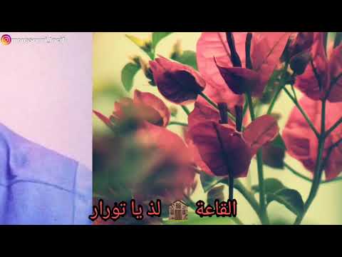 صبح بدا نور ظهر أنشودة عمر حالات واتس اب