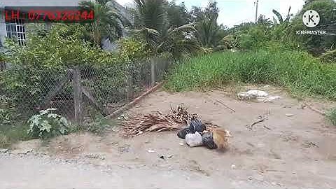 5m x 20,5m Thổ cư 100% Mặt Tiền đường nhựa Kinh doanh mua Bán đủ ngành nghề | BĐS cần giuộc long an