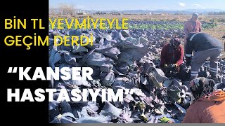 Karalahana Tarlalarında Çalışan Işçiler Yevmiye Yetmiyor