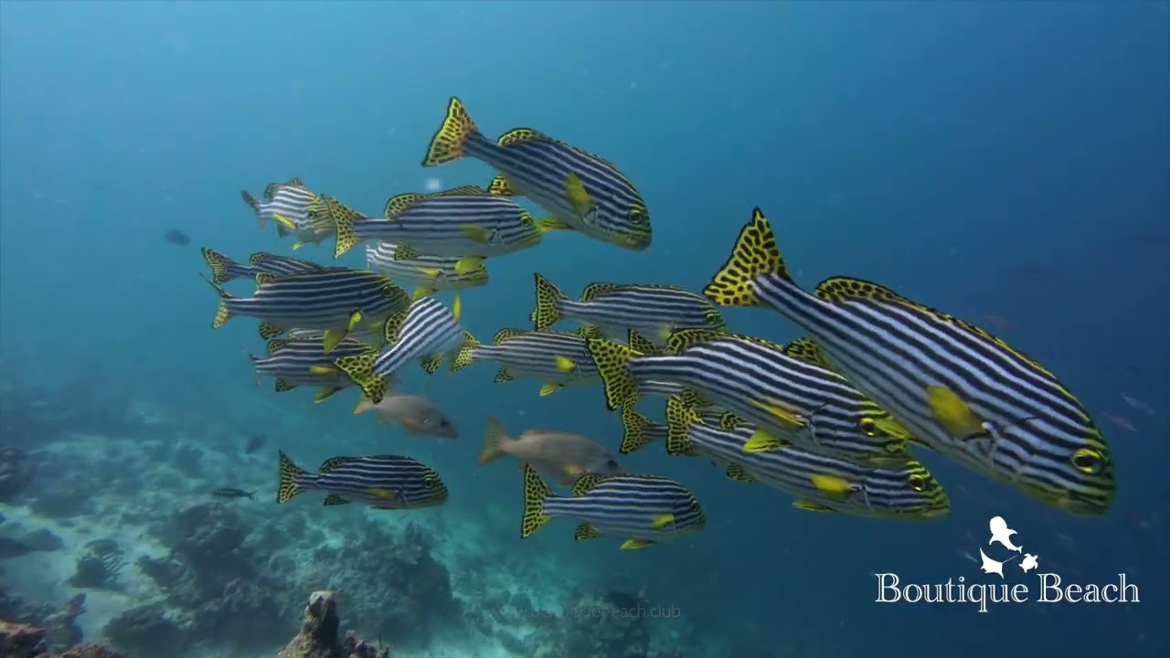 01.01.26 -  Dives at Raandi Wreck, Villamandoo Thila & Five Rocks near Dhigurah, South Ari Maldives