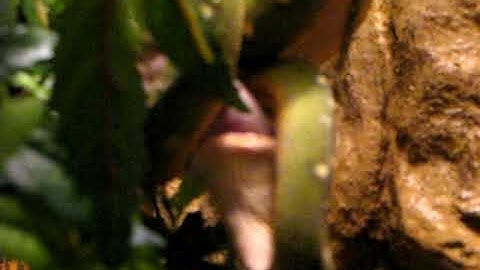 Rollersrights- Green Tree Python Feeding Part 2
