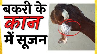 goat ear swelling treatment बकरी के कान में सूजन का इलाज bakri ka ilaj