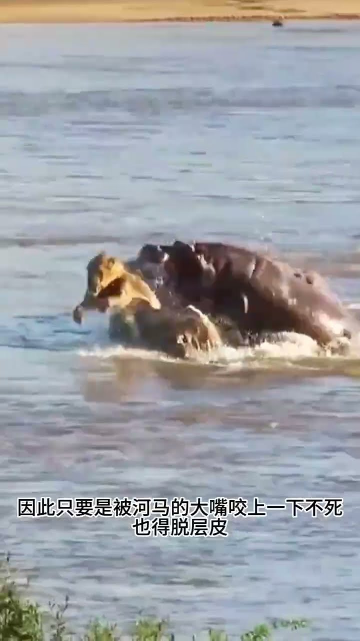 雄獅狩獵水牛反遭圍剿，慘遭頂撞狼狽落敗的驚險瞬間 #野生動物 #獅子捕獵 #動物世界 #自然生態