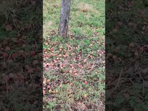 مع الفنان الكبير الشاب بلال في فصل الشتاء في ريف ألمانية الطبيعة Arabia Lufthansa Afrika