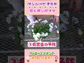 春にパンジービオラを長く楽しむコツ by 園芸チャンネル 854 #園芸 #ガーデニング #初心者
