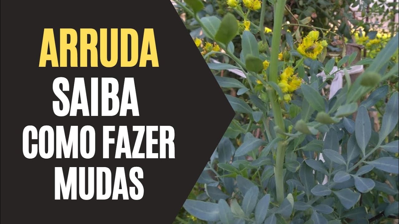 Arruda: Saiba Como Fazer Mudas - YouTube