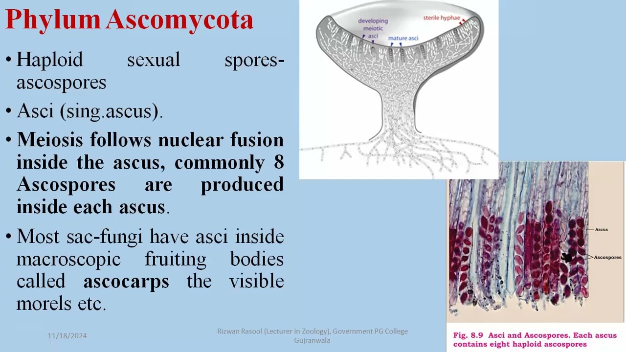 Ascomycetes, Sac Fungi, 