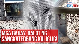 Mga bahay, balot ng sangkaterbang kuliglig! | GMA Integrated Newsfeed