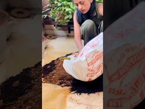 هذا صحيح بالفعل تربة بستنة