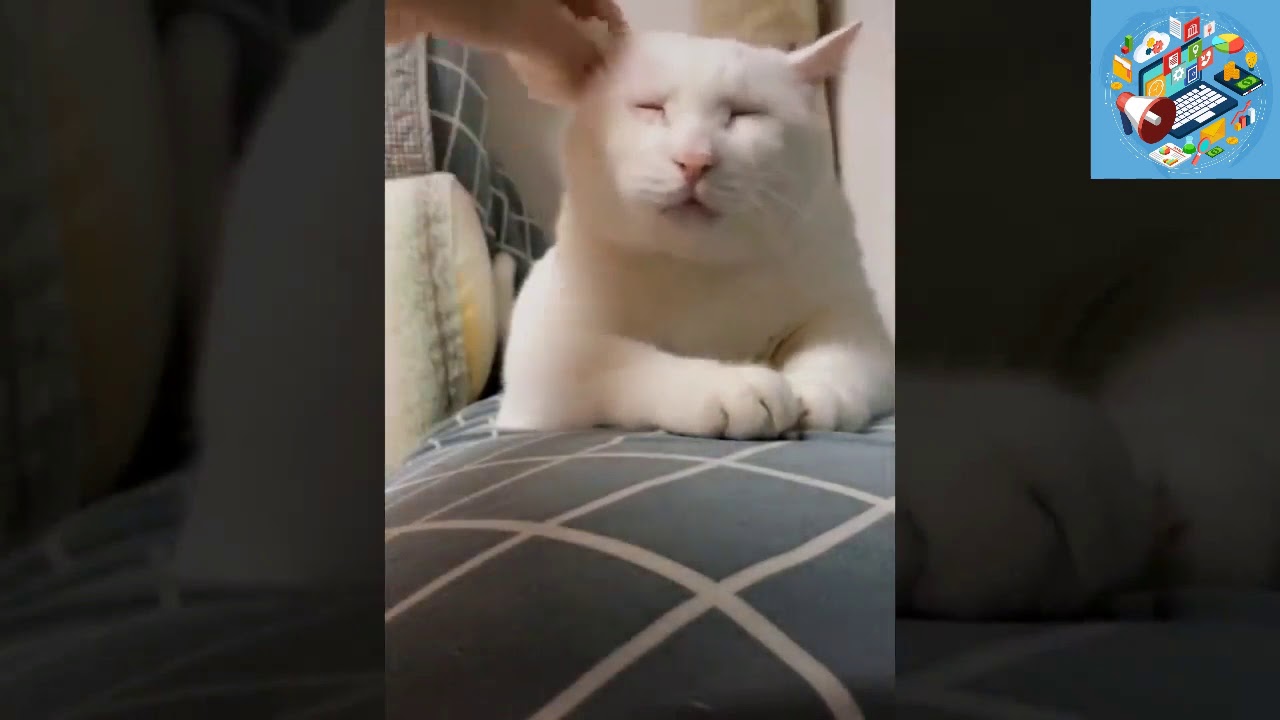 Funny pets 2 YouTube