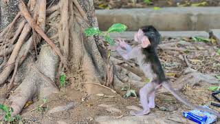 Stung By A Lot Of Fire Ants Helping Now Tiny Baby He Was Bitten By Fire Ants