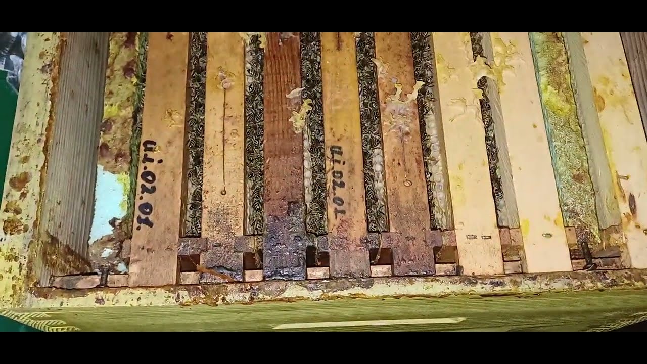 Albinele în ghem. 5 octombrie. 2°C.