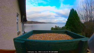 Holy Loch And Garden Wildlife Dunoon Scotland