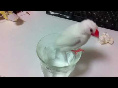 白文鳥の奇行