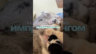 Достижения колбасного цеха за 2 недели существования😁 *видео выложено с запозданием