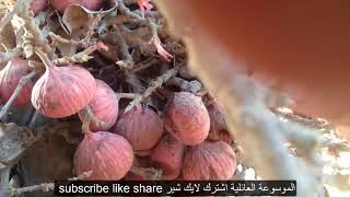 عجائب شجرة الجميز |  فوائد ثمرة الجميز لصحتك ولمرضى السكر والضغط | Wonders of trees Sycamore tree