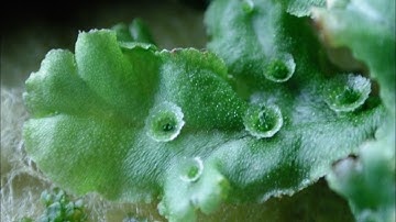 Marchantia (liverwort) with Gemma cups#Marchantia#Gemmacups