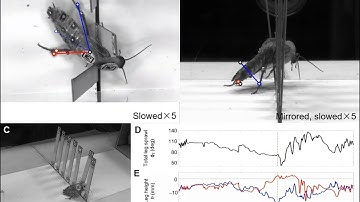 Cockroach Actively Adjusts its Hind Legs while Traversing Beams