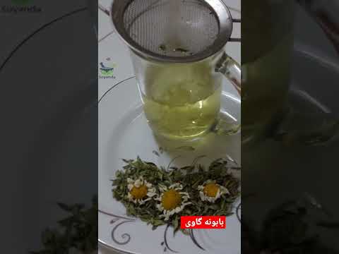 دمنوش بابونه وحشی مفید برای عفونت سرماخوردگی درد های عصبی و یائسگی در بانوان آرامبخش آشپزی