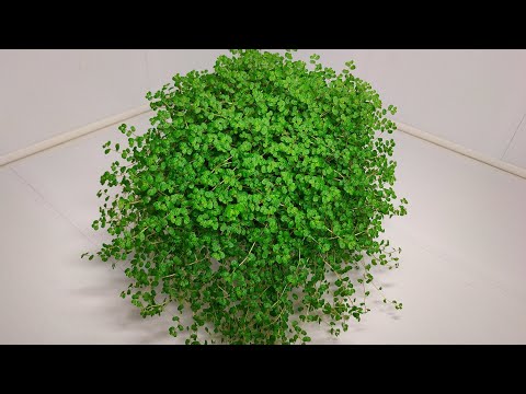 वीडियो: सोलेरोलिया, Ampelous Houseplant