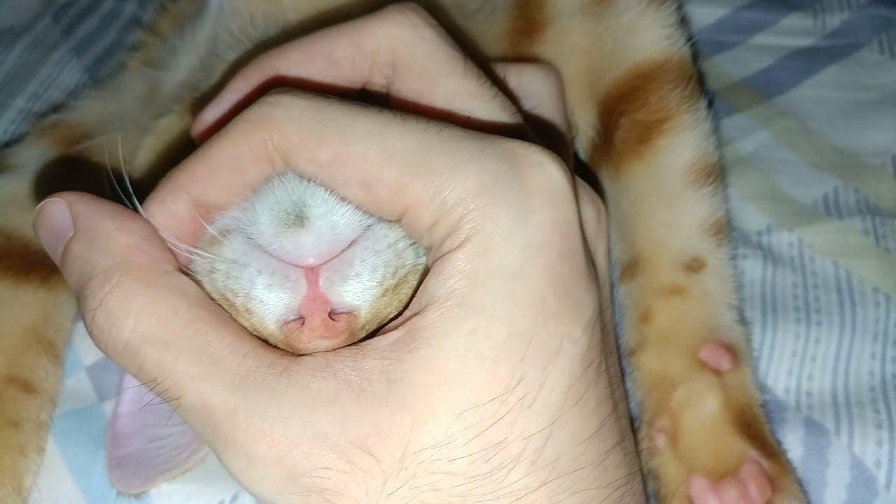 My cat likes chin rubs when he sleeps