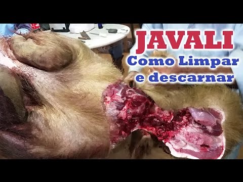 Vídeo: Como Castrar Javalis
