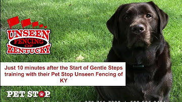 Just 10 Minutes after the Start of Gentle Steps training with their Pet Stop Unseen Fencing of KY